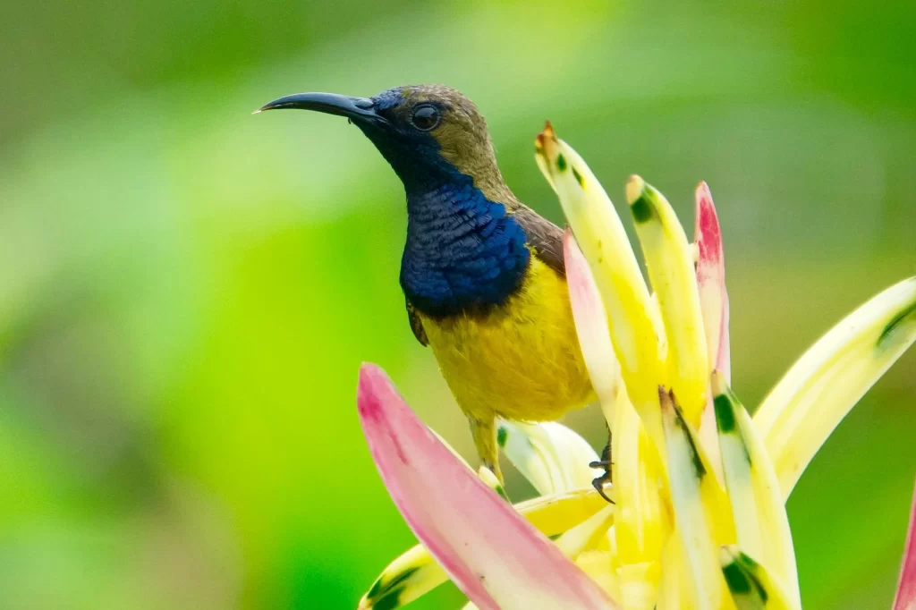 A male Garden Sunbird sits on a flowering plant.