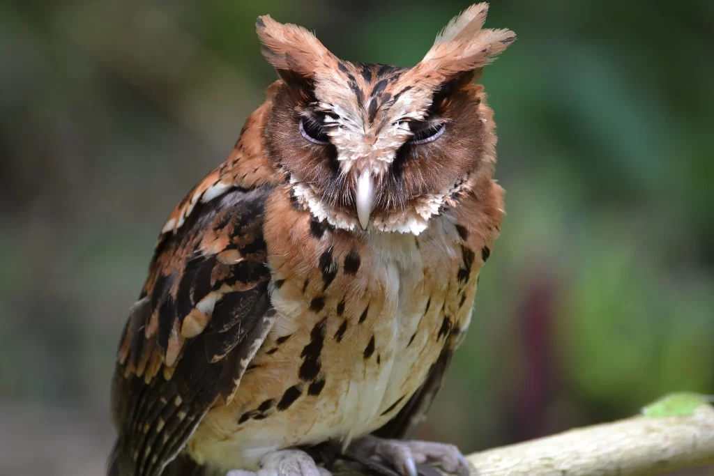 A Giant Scops-Owl look angry and tired as it sits on a log.