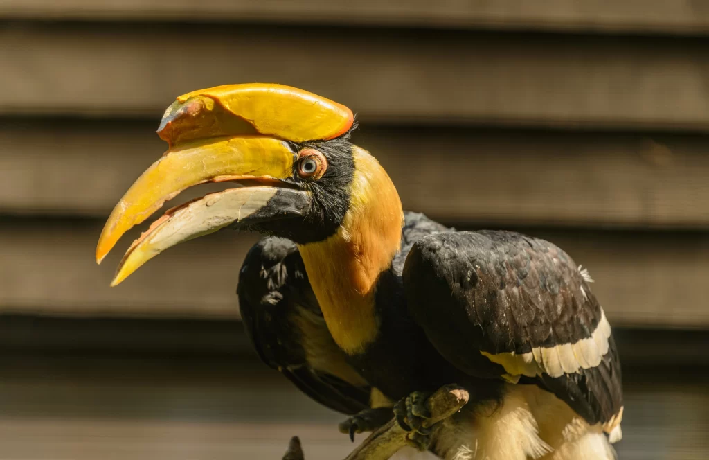 A Great Hornbill appears vigilant as it sits on a branch.