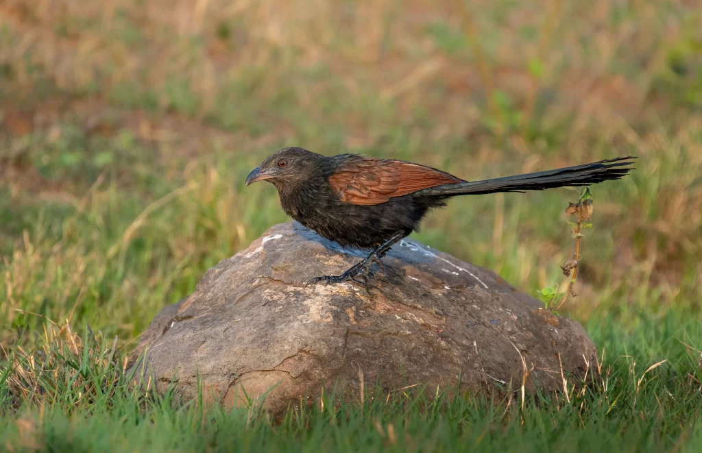 A Greater Coucal stands on a rock as it looks for prey on the ground.