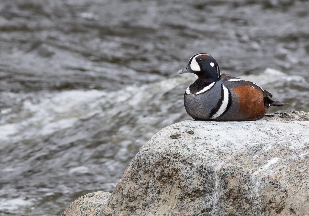 A male Harlequin Duck sits on a rock next to a raging river.