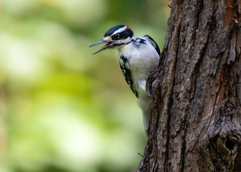 A Hairy Woodpecker squawks at nearby danger.