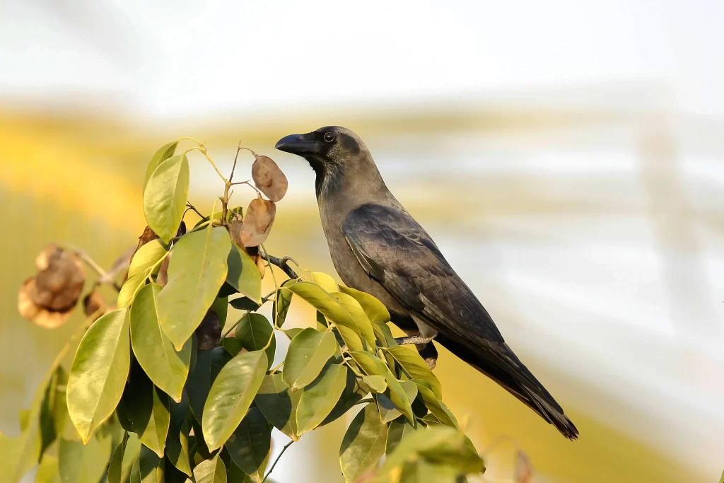 House Crows are the most common birds in Kerala. Here, one perches in a tree.