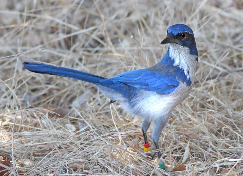 An Island Scrub-Jay looks behind it as it stands on the ground.