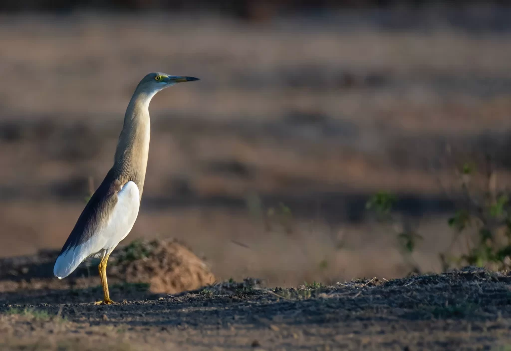 An Indian Pond Heron stands on a dirt path and assesses its surroundings.