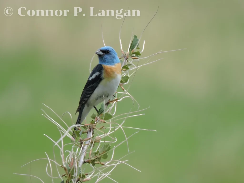 A male Lazuli Bunting perches on a tall plant.