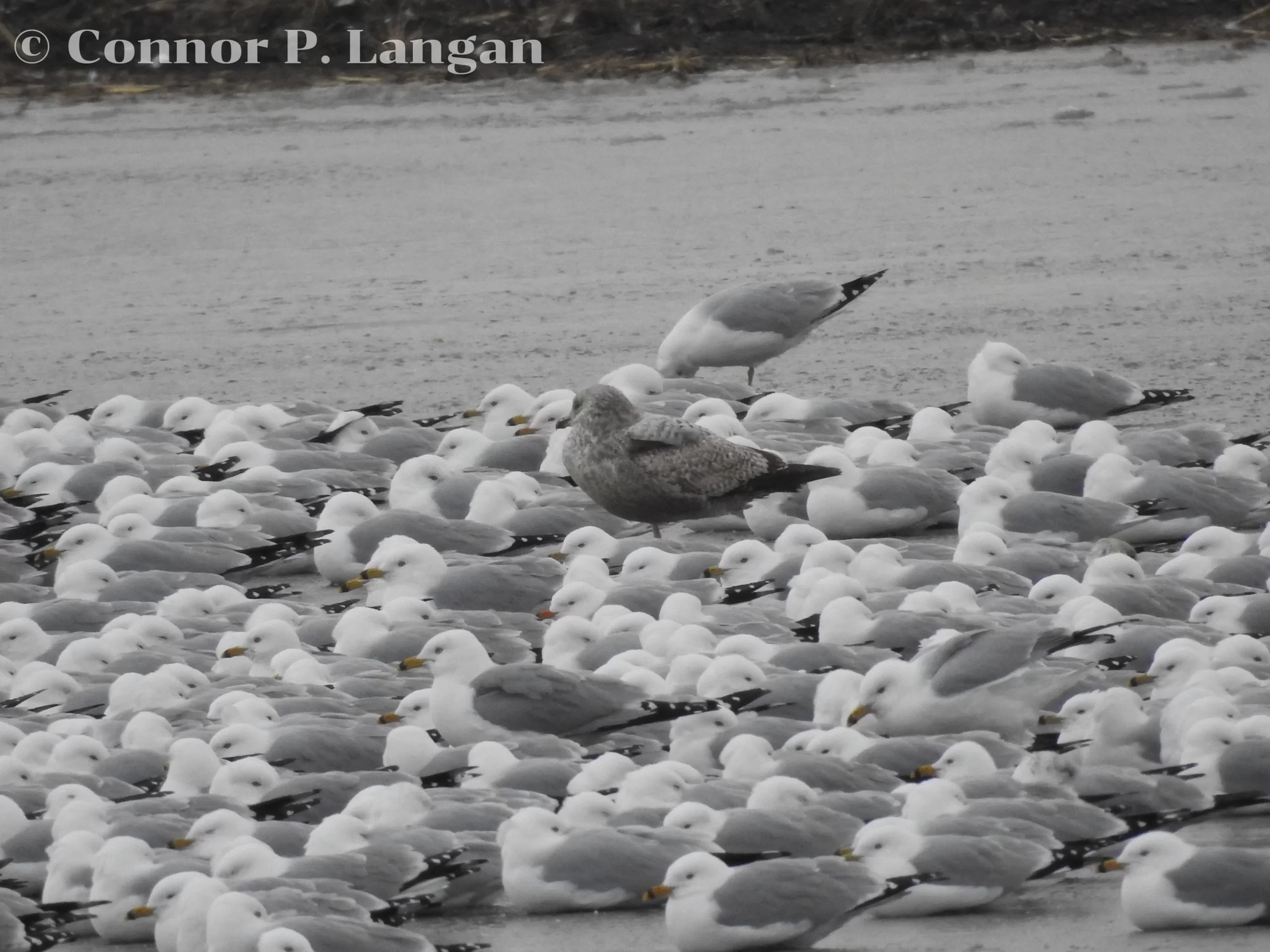Where do seagulls sleep? Well, this photo features seagulls sleeping on ice.