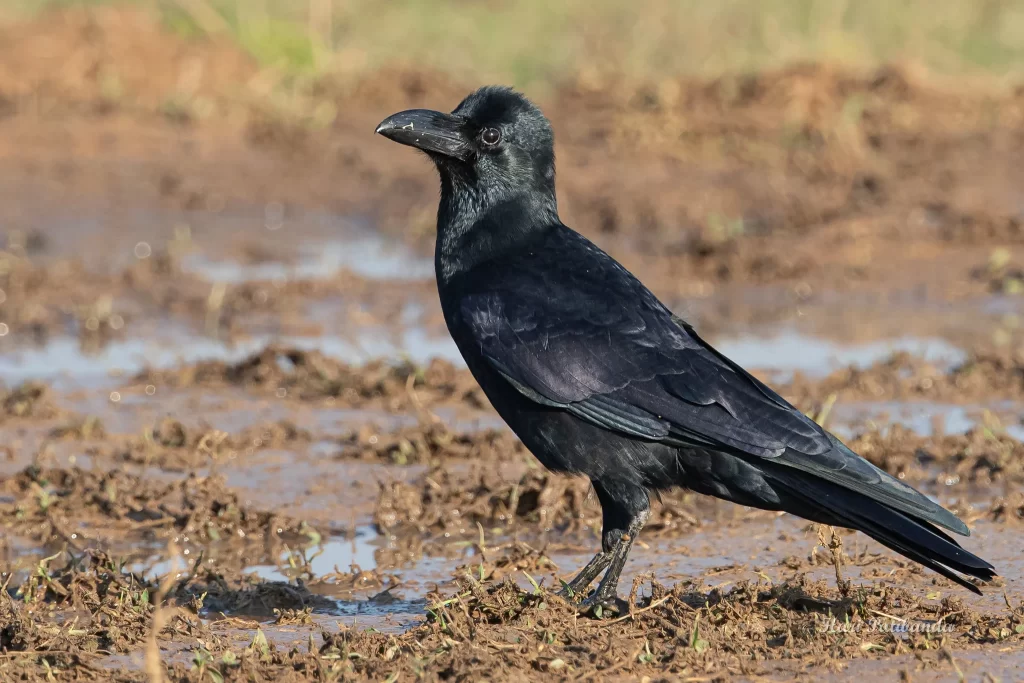 A Large-billed Crow stands in a soggy field.