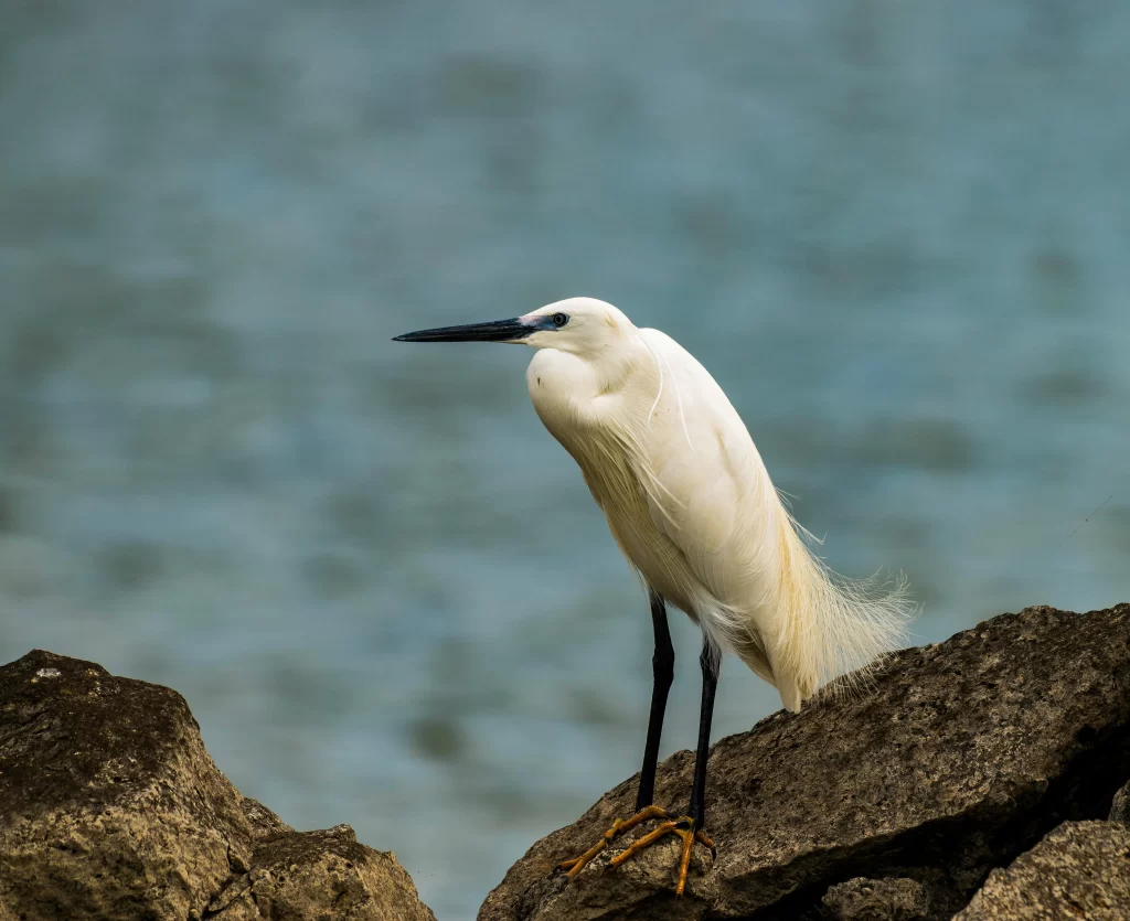 A Little Egret stands on rocks with a large body of water in the background.