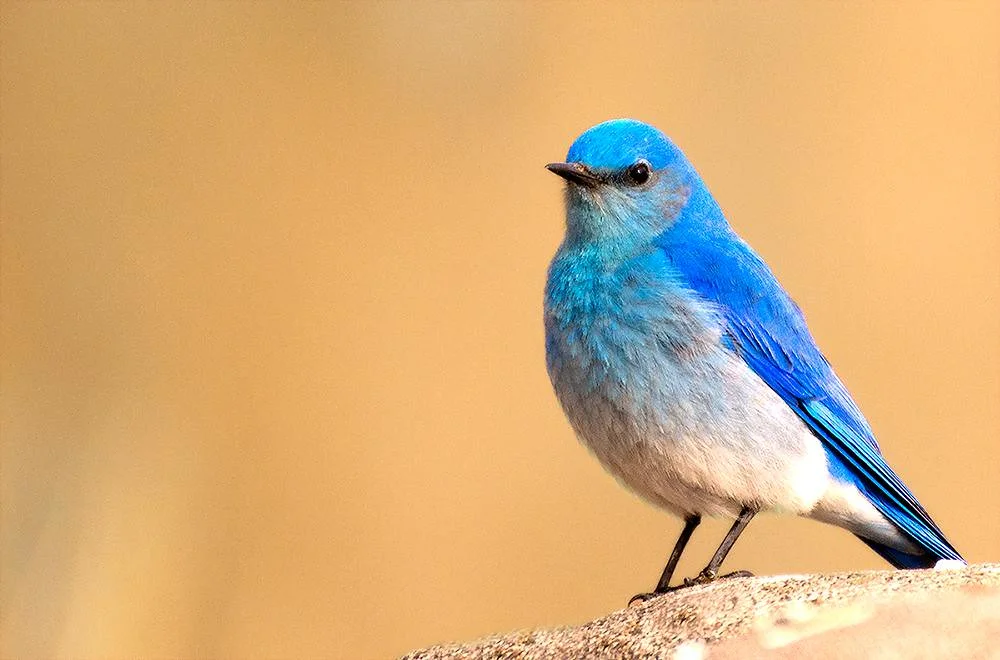 A male Mountain Bluebird stands on a rock.