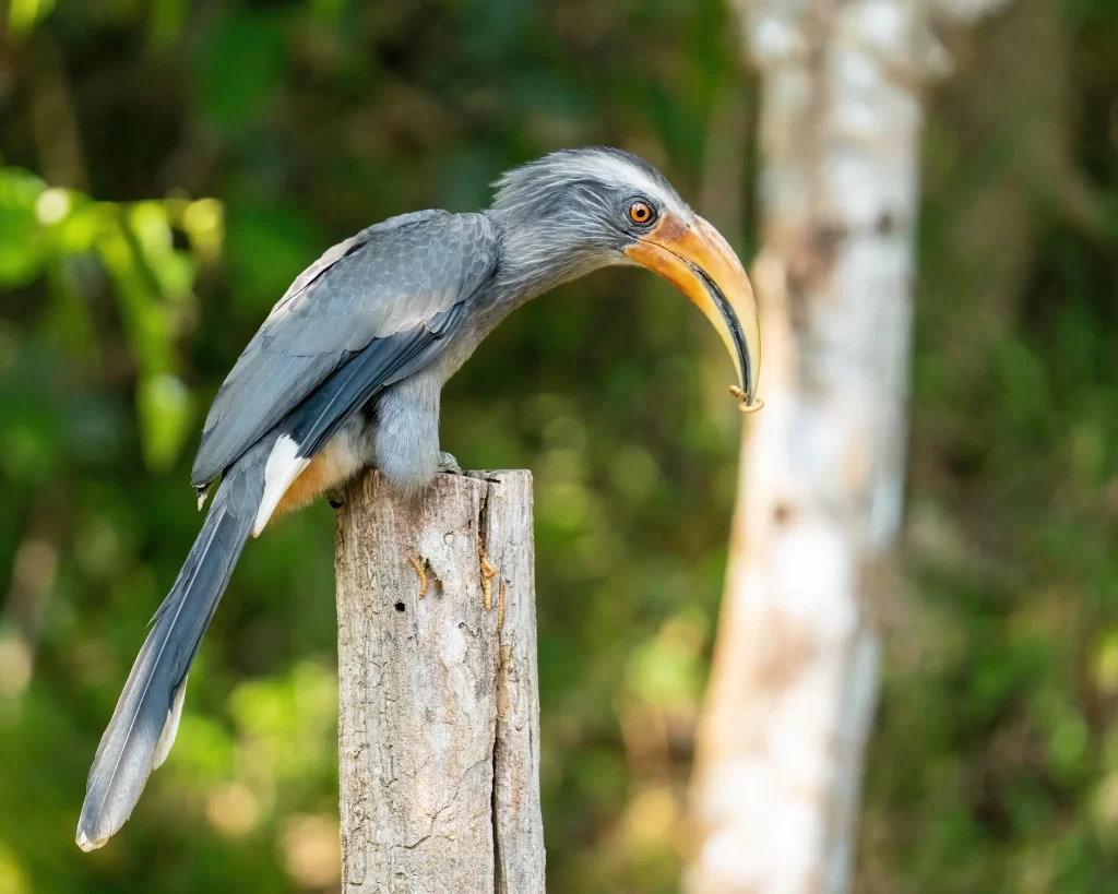 A Malabar Grey Hornbill grasps food in its bill.