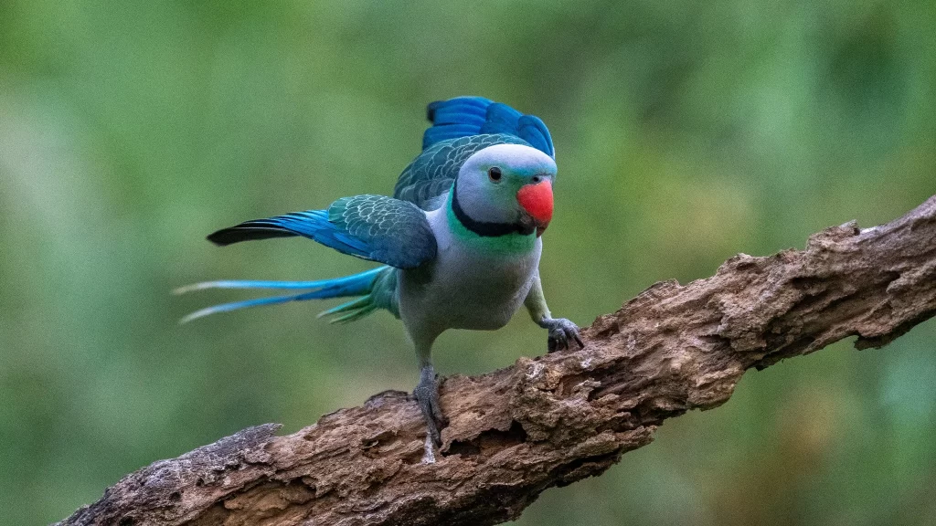 A Malabar Parakeet male stretches his wings as he stands on a branch.