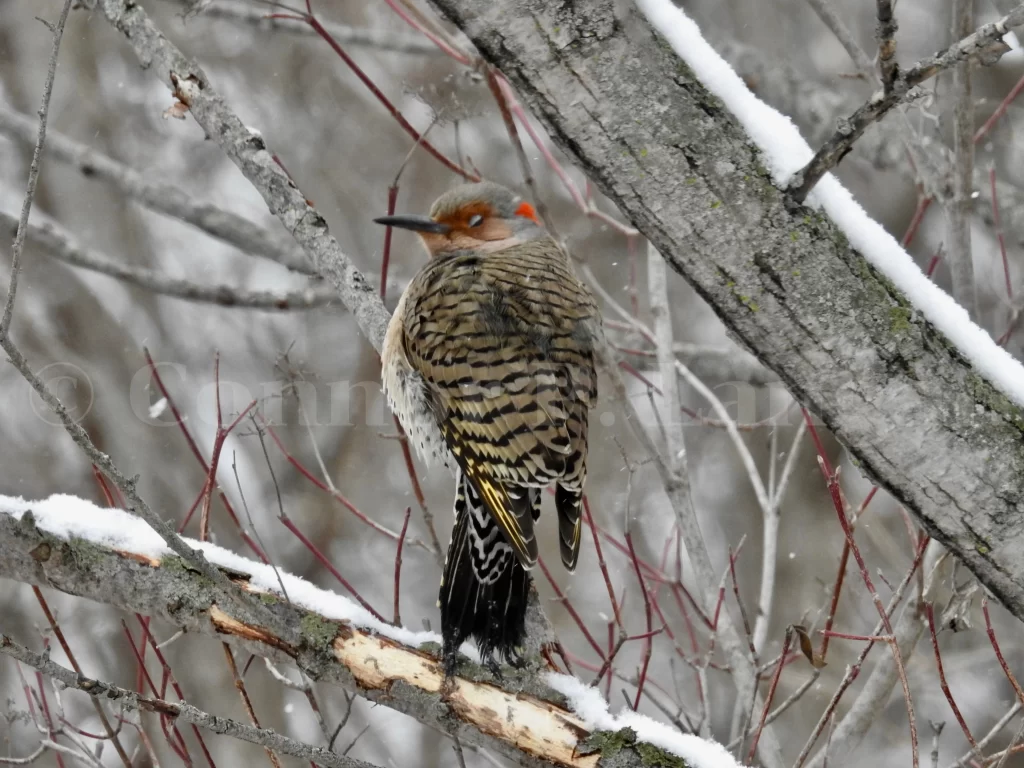 A Northern Flicker looks cold as he sits in a tree covered in snow.