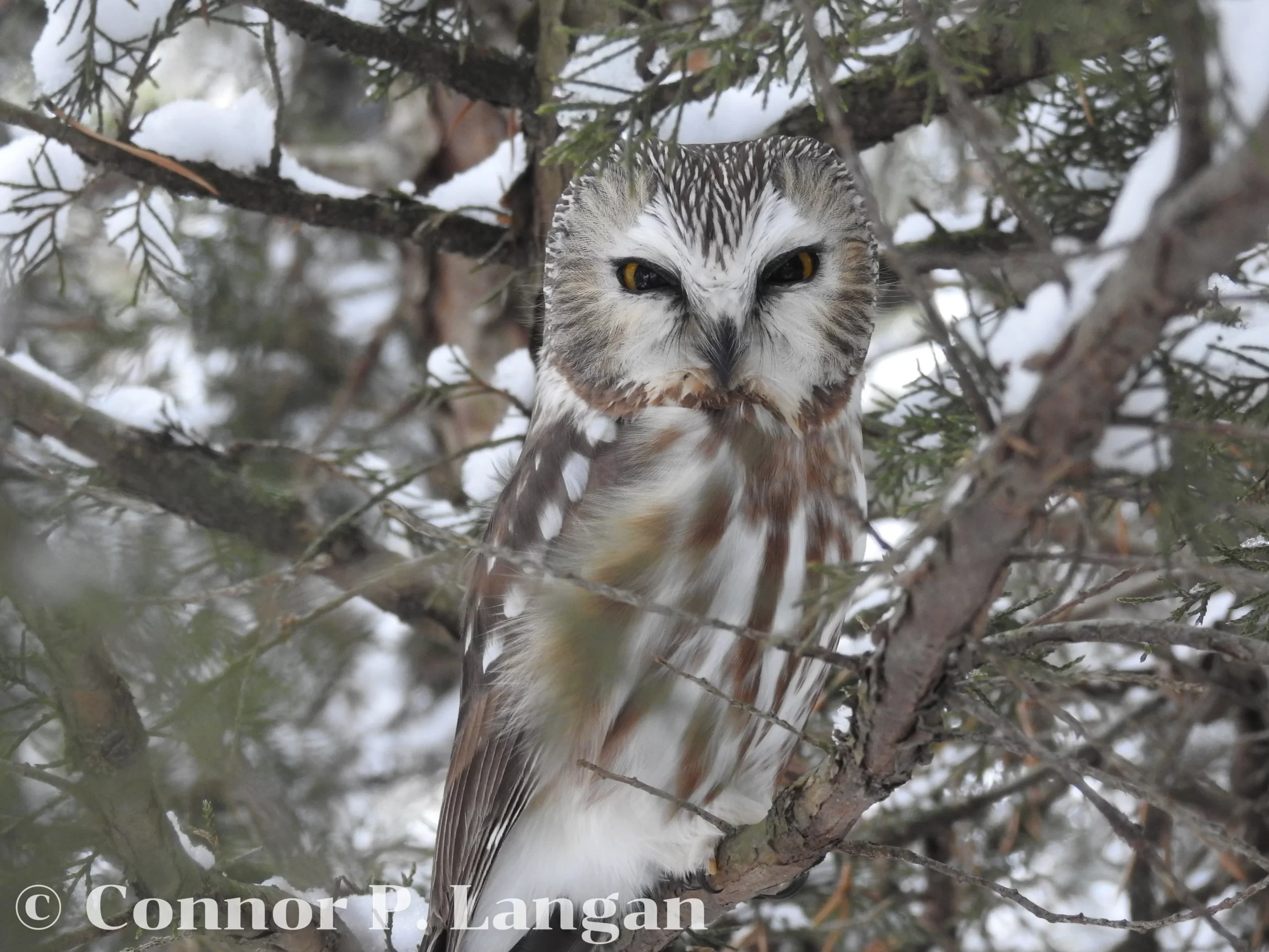 A perturbed looking Northern Saw-whet Owl perches in a snow-covered cedar tree.