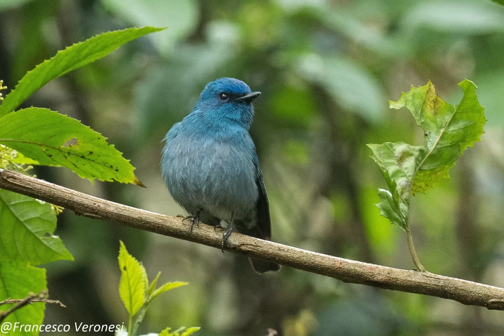 A Nilgiri Flycatcher male checks for danger as he perches on a branch in a forest.