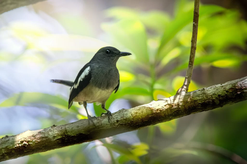 An Oriental Magpie-Robin female placidly stands on a branch in a forest.