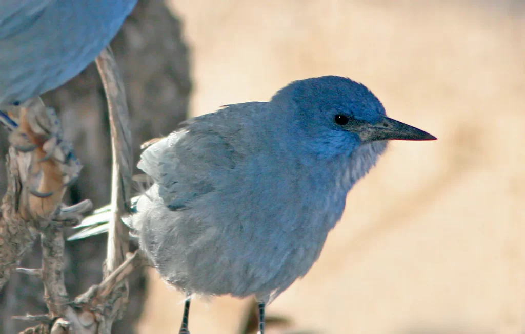 A Pinyon Jay rests in a pine tree.