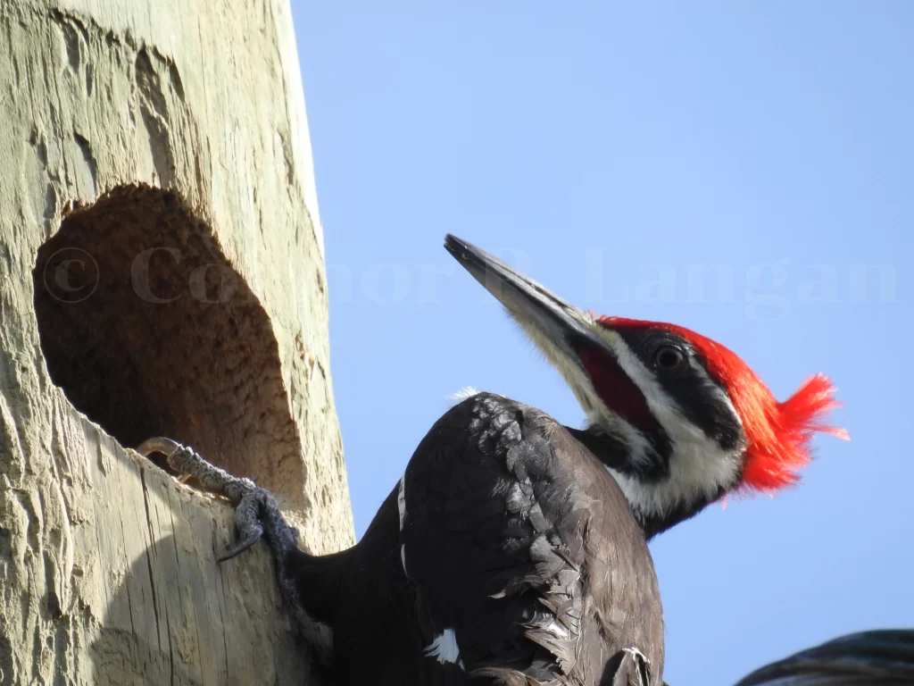 A Pileated Woodpecker checks out a potential nesting cavity.