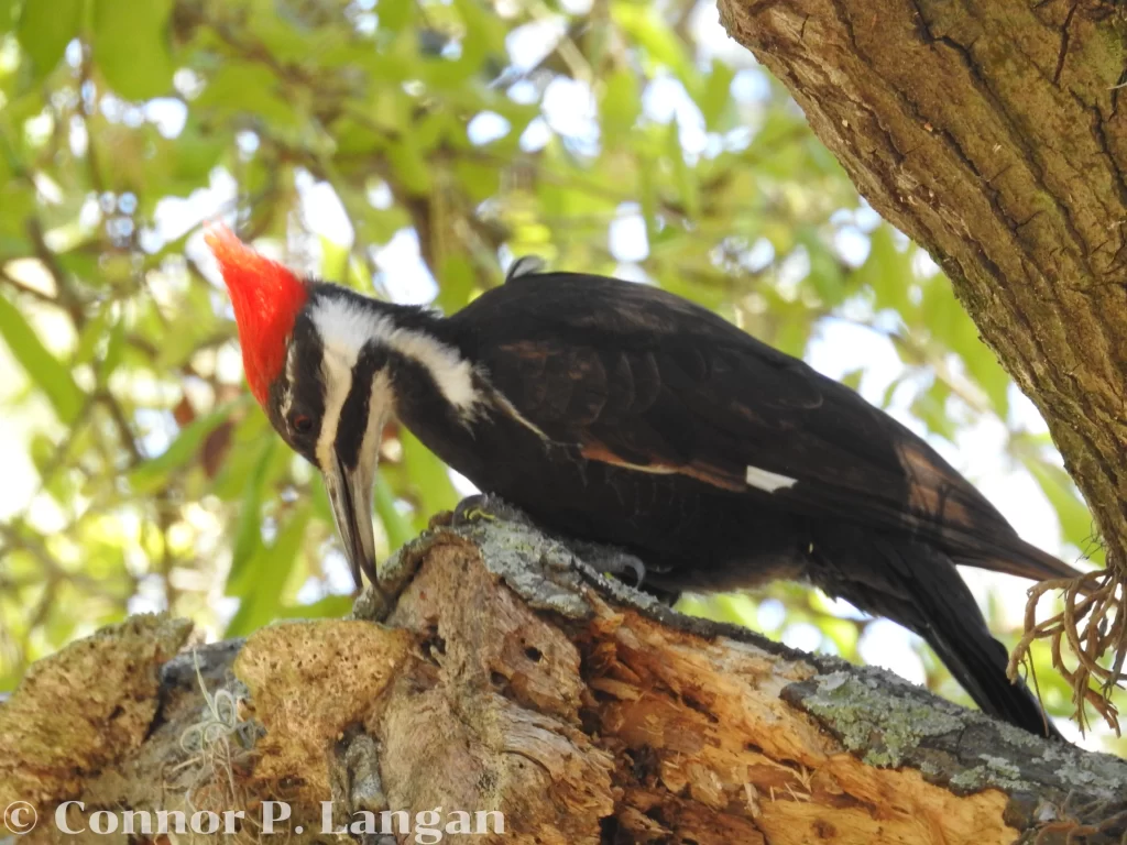 A Pileated Woodpecker attempts to pluck insects from the bark of a mature tree.