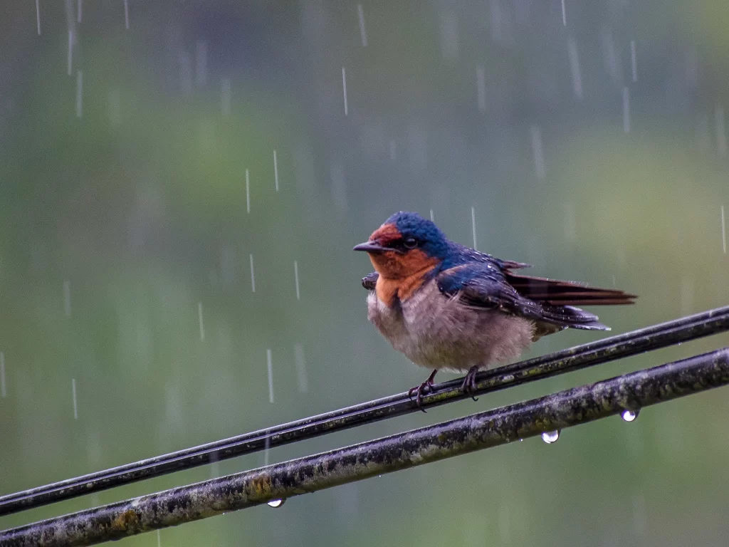 A Pacific Swallow sits on a wire in the pouring rain.