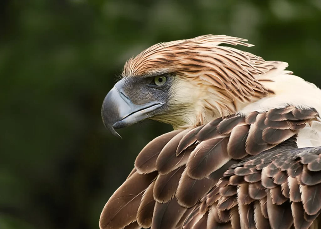 A Philippine Eagle looks behind it as it takes a break from preening itself.