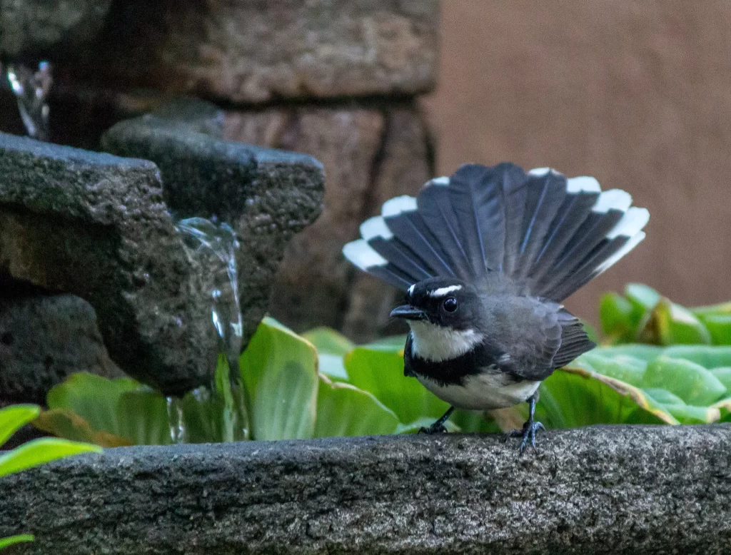 A Philippine Pied-Fantail struts its tail feathers.