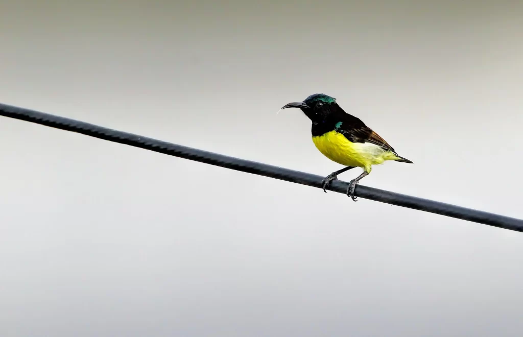 A Purple-rumped Sunbird male perches on a wire and flicks his tongue.