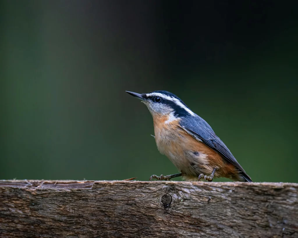 A Red-breasted Nuthatch stands on a wooden fence.