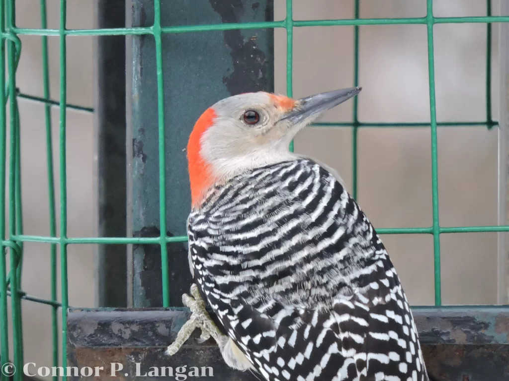 A female Red-bellied Woodpecker clings to a metal bird feeder.