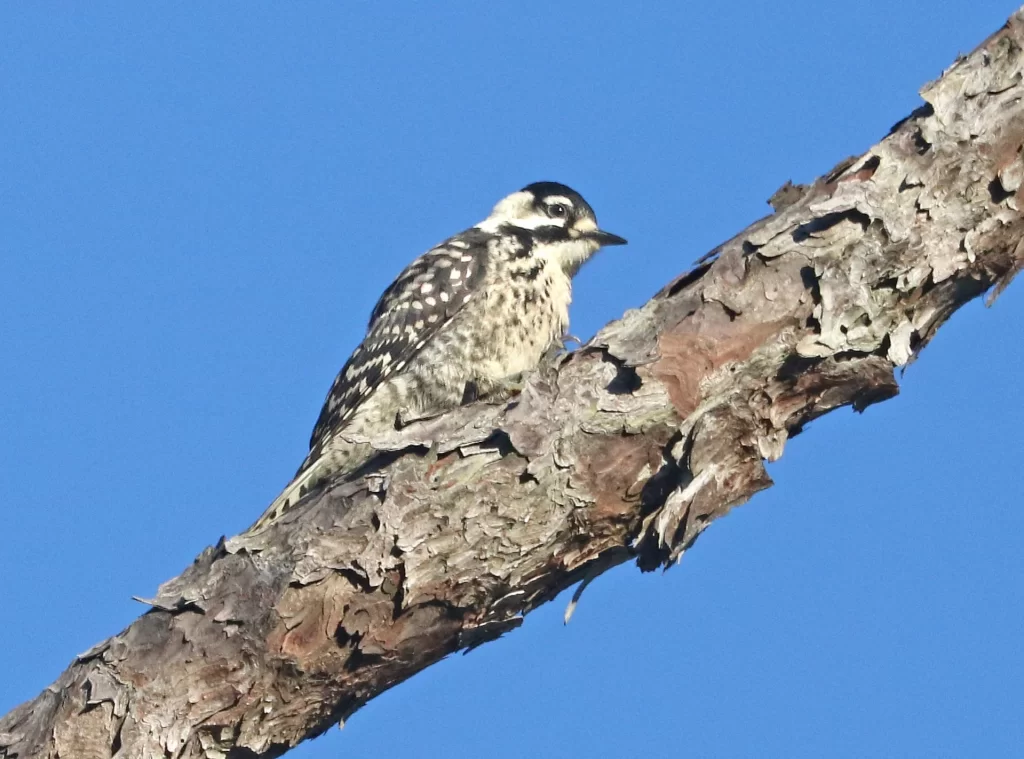 A Red-cockaded Woodpecker shuffles up a pine tree branch.