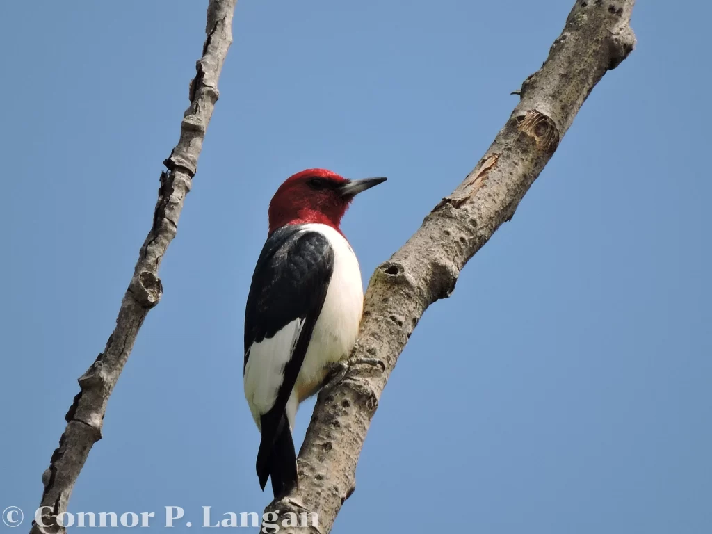 A Red-headed Woodpecker perches on a branch on a sunny day.