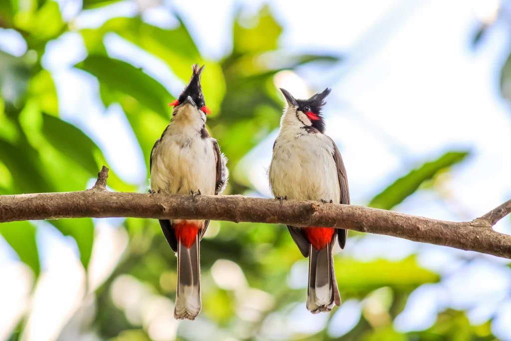 A pair of Red-whiskered Bulbuls sit next to one another on a branch.