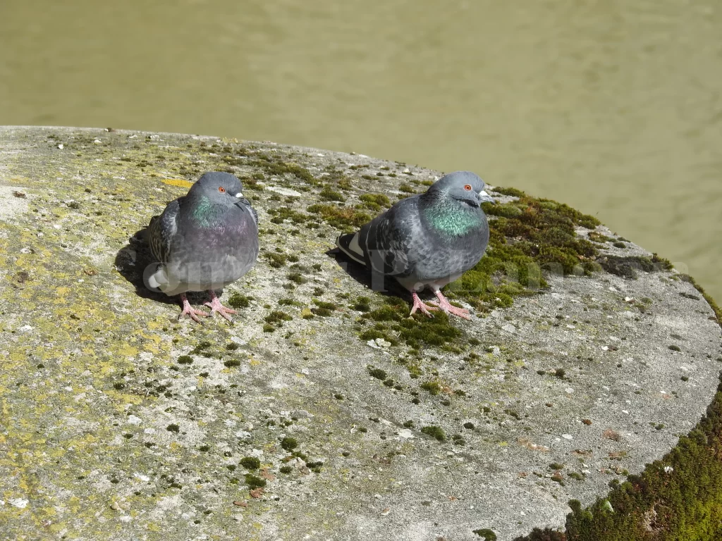 Two Rock Pigeons sit on a concrete slab with a river in the background.