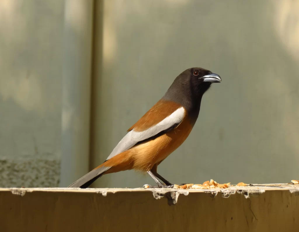 A Rufous Treepie feeds on scraps of food on a fence.