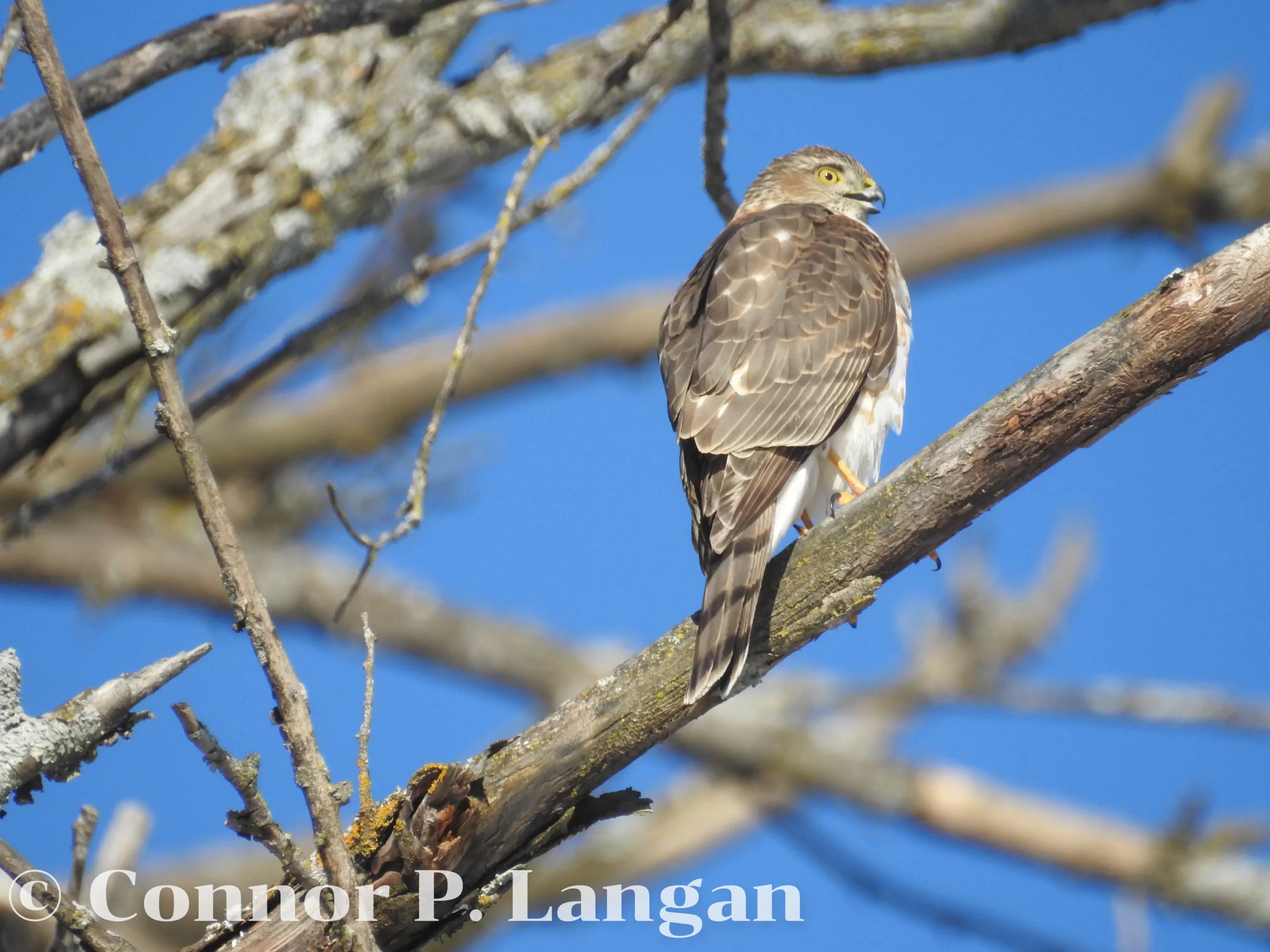 A Sharp-shinned Hawk sits on a branch with its mouth open.