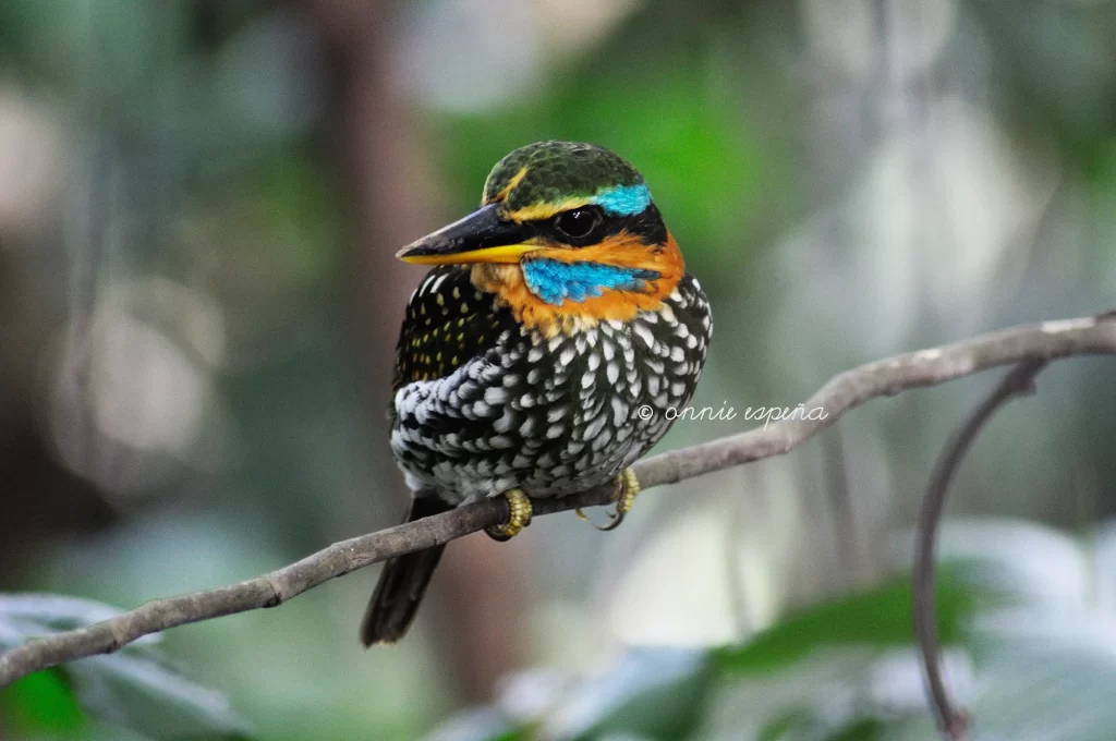 A Spotted Kingfisher sits on a branch in a forest.