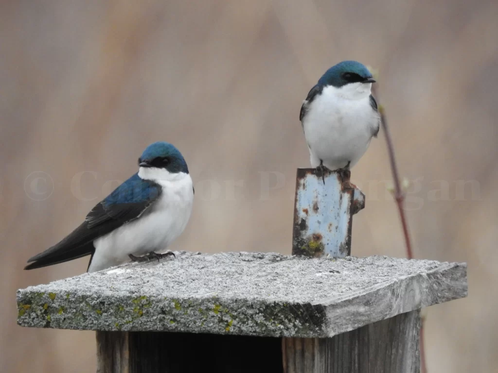 Two Tree Swallows stand on top of their birdhouse.