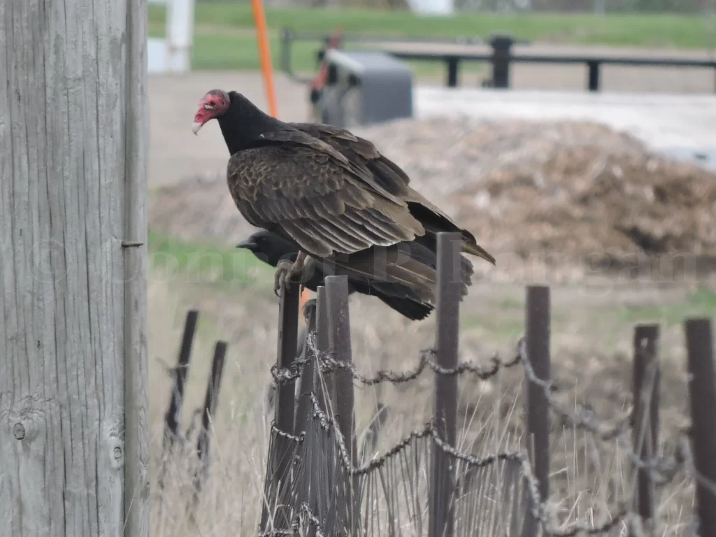 A Turkey Vulture perches on a fence post as an American Crow sits nest to it.