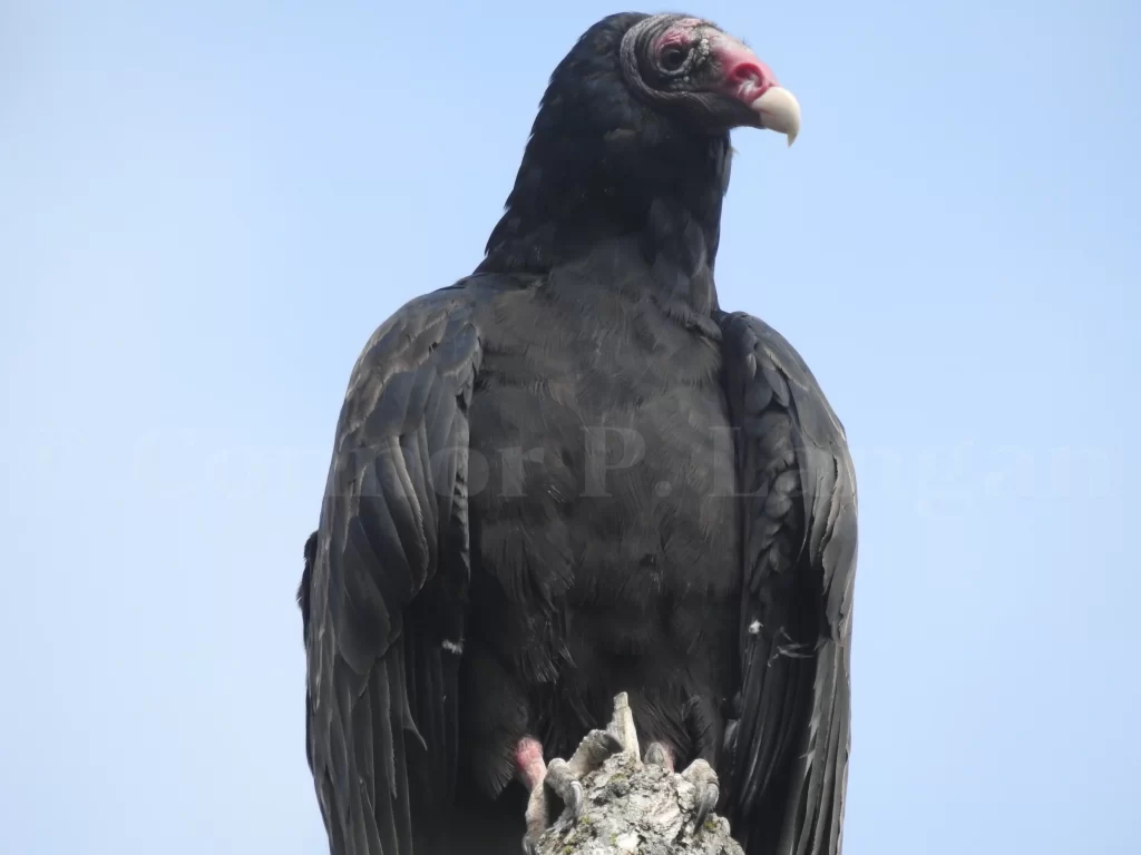 A Turkey Vulture perches atop a dead tree snag.