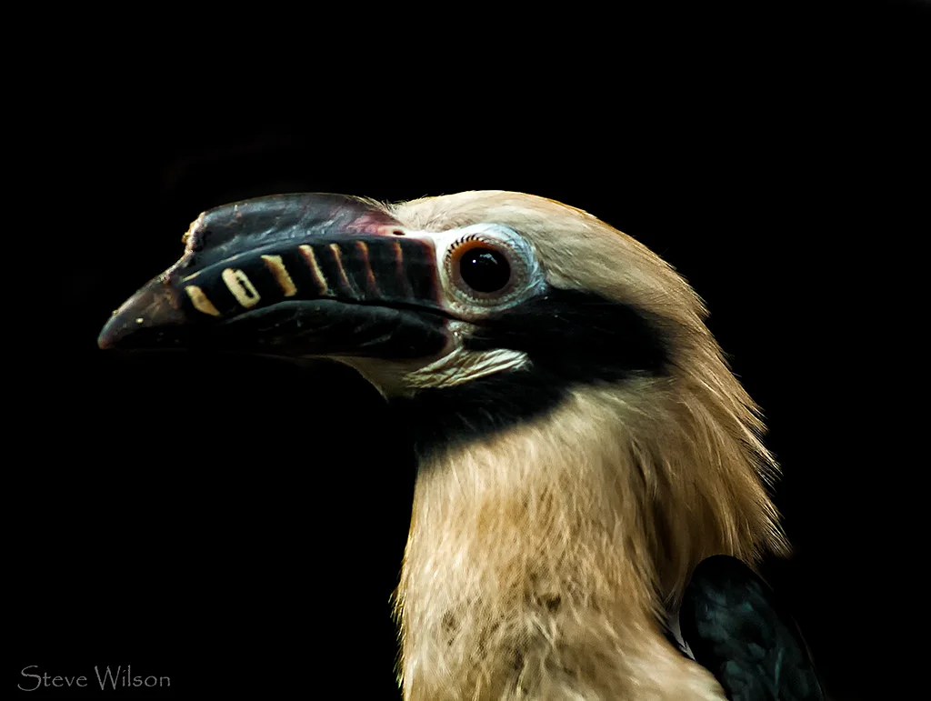 A closeup of a Visayan Hornbill male.