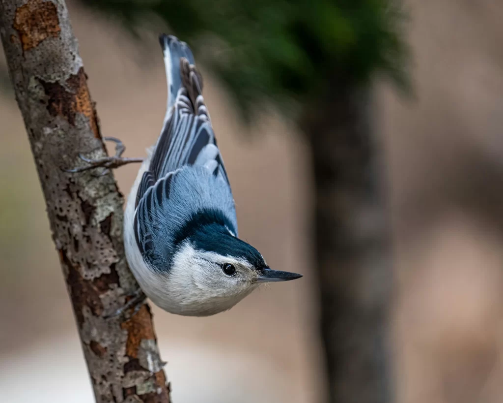 A White-breasted Nuthatch creeps down a tree branch.