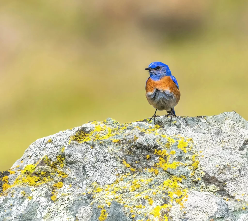 A male Western Bluebird stands on a rock.