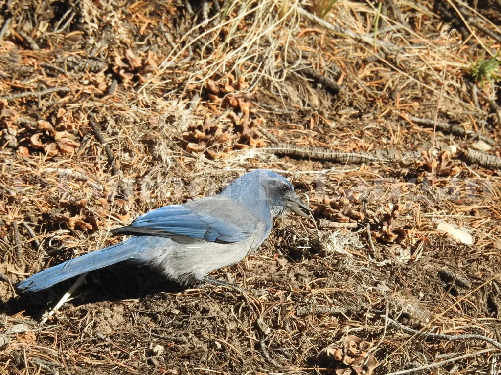 A Woodhouse's Scrub-Jay picks a seed up off the ground.