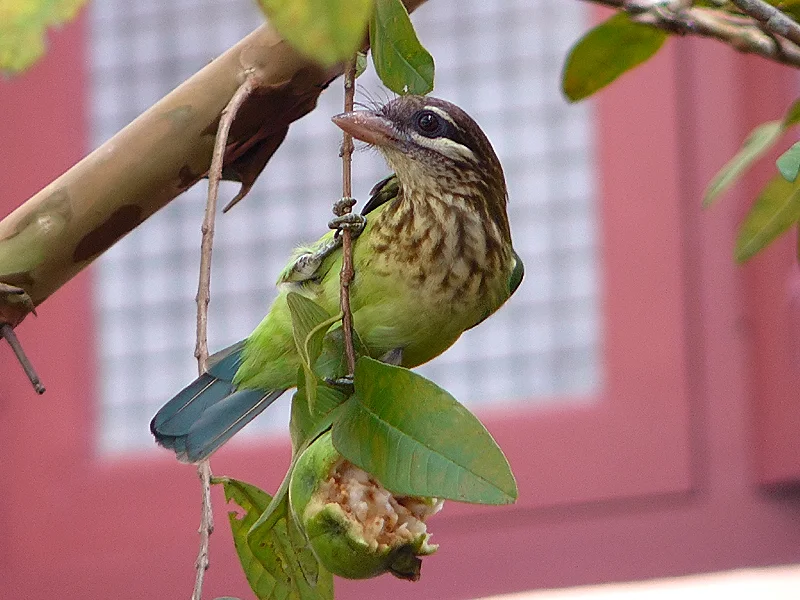 A White-cheeked Barbet dangles from a branch and munches on fruit.