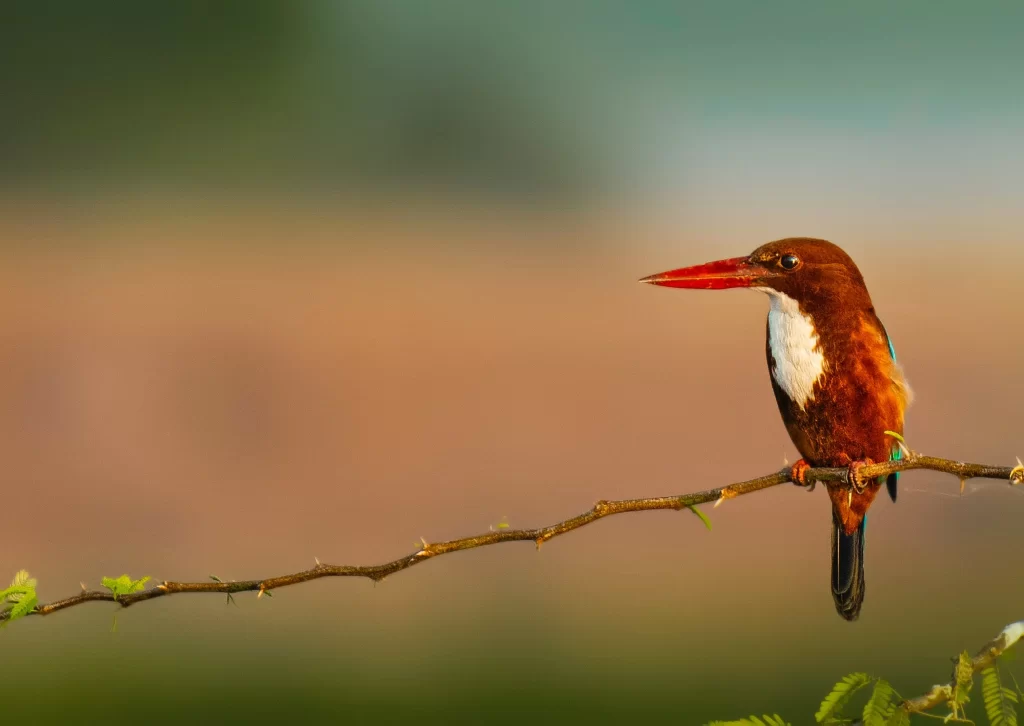 A White-throated Kingfisher perches on a thorny vine.