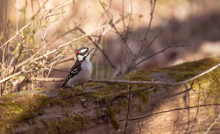 Downy Woodpeckers are the smallest woodpeckers in Alabama. Here, one looks petite as it sits on a fallen log.