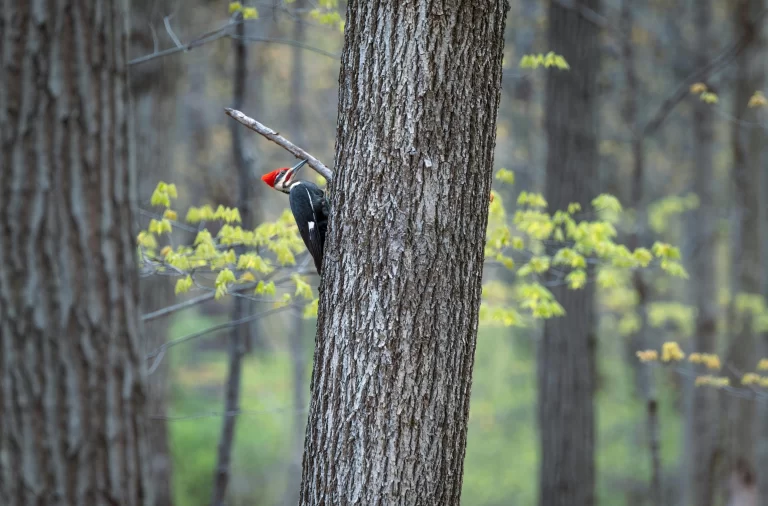 The woodpeckers in Arkansas make themselves at home in the extensive forests of the state. Here, a Pileated Woodpecker scoots up a tree.