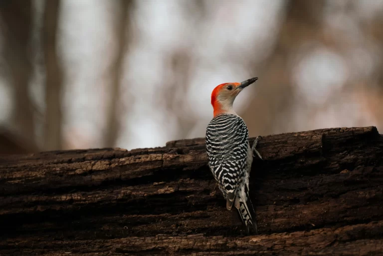 Red-bellied Woodpeckers are the most common of the woodpeckers in Georgia. Here, a male climbs on a fallen log.