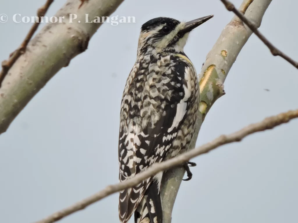 A female Yellow-bellied Sapsucker is vigilant as she sits in a clump of young trees.