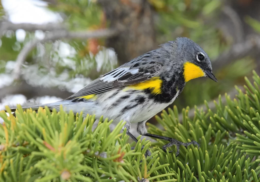 A male Yellow-rumped Warbler sits in a spruce tree.